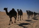 Camel1
