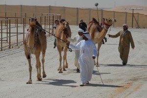 Winn.Camels