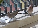 IMG-20110317-00038