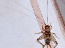 Acheta domesticus