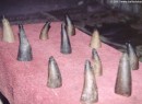 horns1