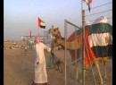 Ajman Kamelfestival 2010