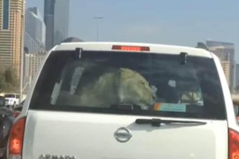 Dubai: Der Löwe im Auto