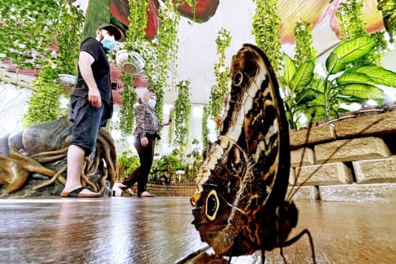 Schmetterlingspark in Dubai