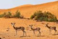 Al Marmoom Naturreservat_ Dubais Wüstenparadies
