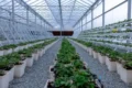 Hatta Strawberry